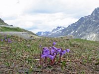 Soldanella alpina 17, Saxifraga-Jeroen Willemsen