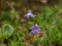 Soldanella alpina 18, Saxifraga-Dirk Hilbers