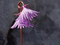 Soldanella alpina 19, Saxifraga-Hans Dekker