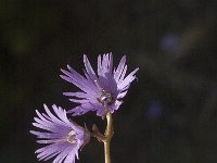 Soldanella alpina 2, Saxifraga-Jan van der Straaten