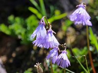 Soldanella alpina 20, Saxifraga-Bart Vastenhouw