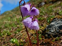 Soldanella alpina 22, Saxifraga-Ed Stikvoort