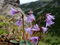 Soldanella alpina 23, Saxifraga-Ed Stikvoort