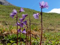 Soldanella alpina 24, Saxifraga-Ed Stikvoort