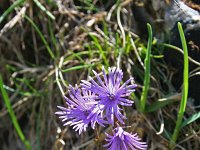 Soldanella alpina 25, Saxifraga-Jeroen Willemsen