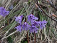 Soldanella alpina 26, Saxifraga-Jeroen Willemsen