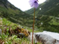 Soldanella alpina 27, Saxifraga-Ed Stikvoort