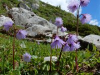 Soldanella alpina 28, Saxifraga-Ed Stikvoort