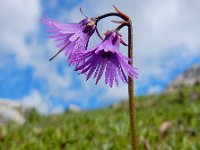 Soldanella alpina 29, Saxifraga-Ed Stikvoort