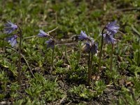 Soldanella alpina 3, Saxifraga-Willem van Kruijsbergen