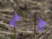 Soldanella alpina 30, Saxifraga-Willem van Kruijsbergen