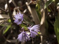 Soldanella alpina 31, Saxifraga-Willem van Kruijsbergen