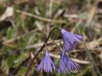 Soldanella alpina 32, Saxifraga-Willem van Kruijsbergen