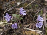 Soldanella alpina 33, Saxifraga-Willem van Kruijsbergen