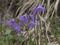 Soldanella alpina 34, Saxifraga-Willem van Kruijsbergen