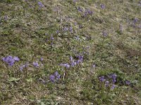 Soldanella alpina 35, Saxifraga-Willem van Kruijsbergen