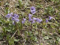 Soldanella alpina 36, Saxifraga-Willem van Kruijsbergen