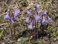 Soldanella alpina 37, Saxifraga-Willem van Kruijsbergen