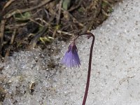 Soldanella alpina 38, Saxifraga-Willem van Kruijsbergen