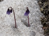 Soldanella alpina 39, Saxifraga-Willem van Kruijsbergen