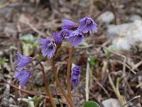 Soldanella alpina 4, Saxifraga-Willem van Kruijsbergen