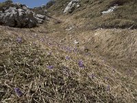 Soldanella alpina 40, Saxifraga-Willem van Kruijsbergen