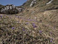 Soldanella alpina 41, Saxifraga-Willem van Kruijsbergen