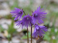 Soldanella alpina 42, Saxifraga-Simone van Velzen