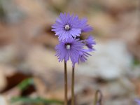 Soldanella alpina 43, Saxifraga-Simone van Velzen