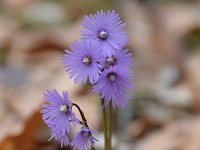 Soldanella alpina 44, Saxifraga-Simone van Velzen