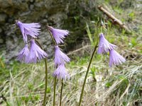 Soldanella alpina 45, Saxifraga-Rutger Barendse