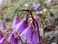 Soldanella alpina 48, Saxifraga-Rutger Barendse