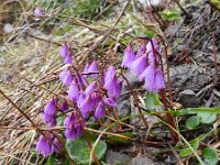 Soldanella alpina 49, Saxifraga-Rutger Barendse