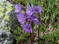 Soldanella alpina 5, Saxifraga-Jeroen Willemsen