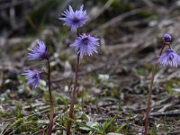 Soldanella alpina 50, Saxifraga-Luuk Vermeer