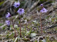 Soldanella alpina 51, Saxifraga-Luuk Vermeer