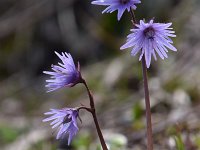 Soldanella alpina 52, Saxifraga-Luuk Vermeer