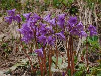 Soldanella alpina 53, Saxifraga-Harry Jans