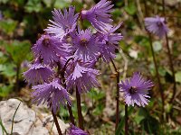 Soldanella alpina 54, Saxifraga-Harry Jans