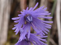 Soldanella alpina 56, Saxifraga-Harry Jans