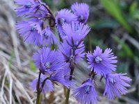 Soldanella alpina 57, Saxifraga-Harry Jans