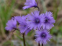 Soldanella alpina 58, Saxifraga-Harry Jans