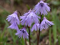 Soldanella alpina 59, Saxifraga-Harry Jans