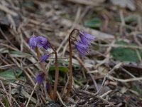 Soldanella alpina 6, Saxifraga-Willem van Kruijsbergen