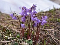 Soldanella alpina 60, Saxifraga-Harry Jans