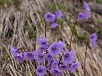 Soldanella alpina 61, Saxifraga-Harry Jans