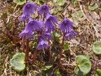 Soldanella alpina 62, Saxifraga-Harry Jans