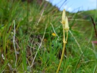 Soldanella alpina 63, Saxifraga-Ed Stikvoort