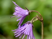 Soldanella alpina 66, Saxifraga-Sonja Bouwman  Alpenkwastjesbloem - Soldanella alpina - Primulaceae familie; Croda Rossa (Moos, I)