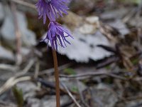 Soldanella alpina 7, Saxifraga-Willem van Kruijsbergen